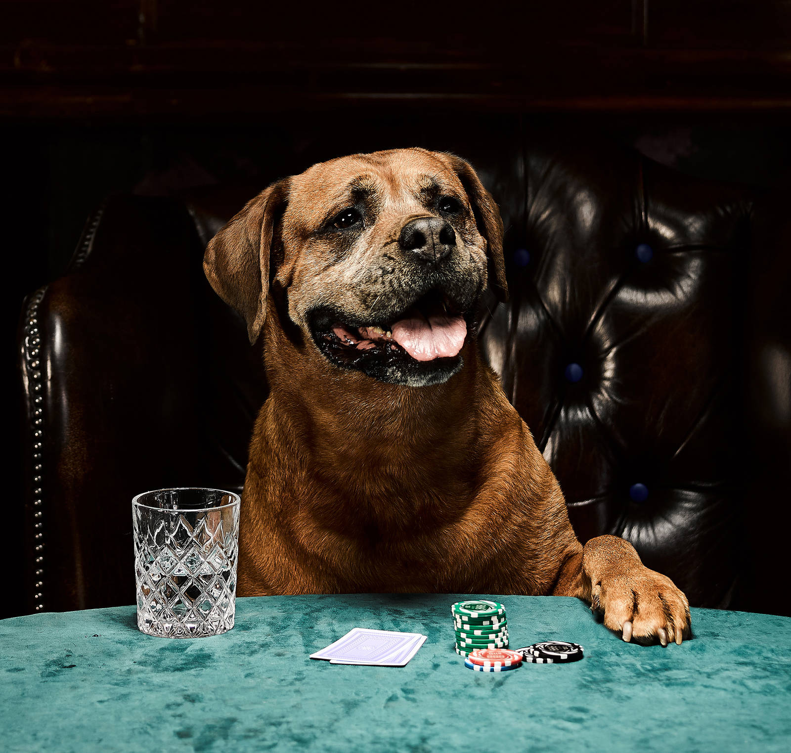 Big dog poker app
